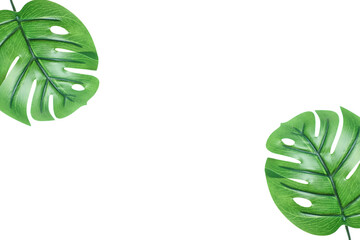 Monstera Leaves