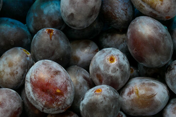 Plum background. plums set in a blue cup.Farm organic bio fruits. plum abundance.Plums harvest.Diet healthy fruit 