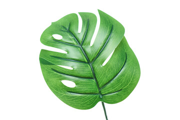 Monstera Leaves