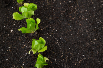 Romaine lettuce seedlings row on the ground. green vegetables seedling.Gardening and agriculture....