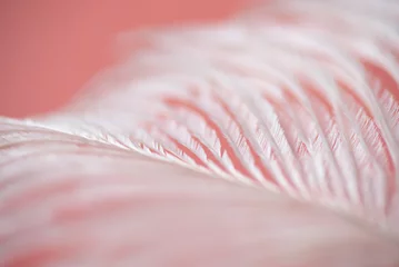 Deurstickers ピンクの背景と鳥の羽 © 歌うカメラマン