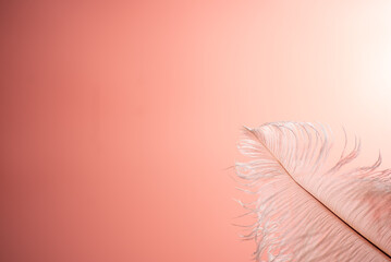 ピンクの背景と鳥の羽