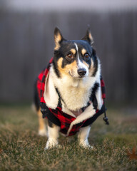 Tri colored Pembroke Welsh corgi in a winter coat outside in the grass