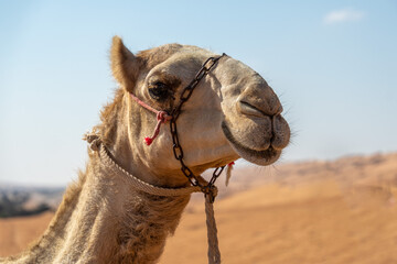 Obraz premium Camels in Oman 