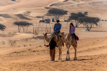 Camels in Oman 