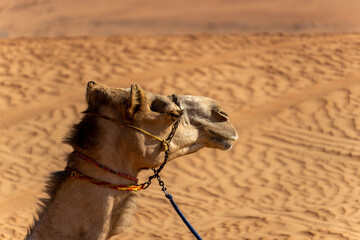 Camels in Oman 