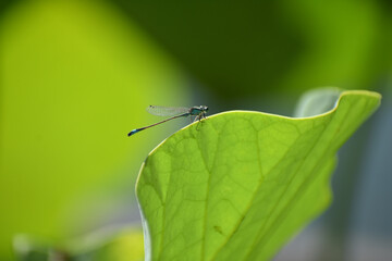 Beautiful Lotus in water in Beijing 