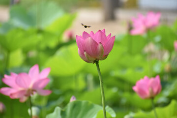 Obraz na płótnie Canvas Beautiful Lotus in water in Beijing 
