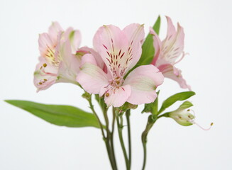 Liight Pink  Alstroemeria, commonly called the Peruvian lily or lily of the Incas, genus of flowering plants in the family Alstroemeriaceae
