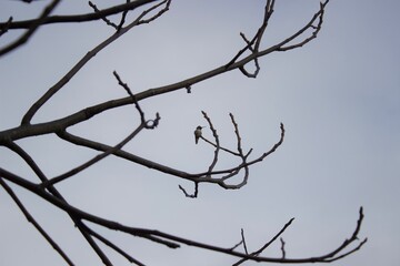 Fototapeta na wymiar Humming bird on branch