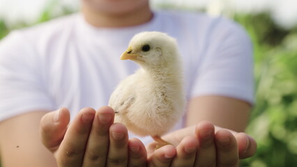 Happy child holds little chicken in his hands. Kid plays with white chick outdoors. Communication...