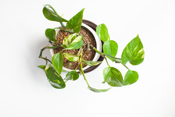 ポトスの鉢植え