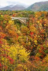 Fototapeta premium Japanese scenery bridge in autumn