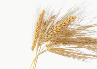 Fototapeta premium Golden ripe plant ears of oats on a white background, isolated from the background. Selective focus. Generative AI