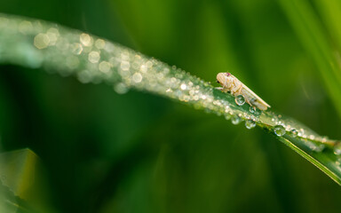 Tiny white leafhopper walking on leaf and dew drops, Bokeh in morning.