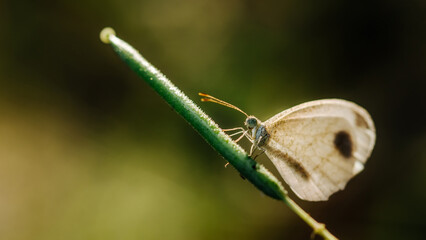 Tiny grass blue butterfly on wildflower in morning, Close up and macro with soft focus and...