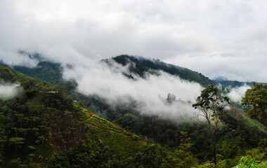 Fototapeta na wymiar fog in the Colombian mountains