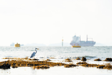 Grey Heron at intertidal wetlands with ships in background