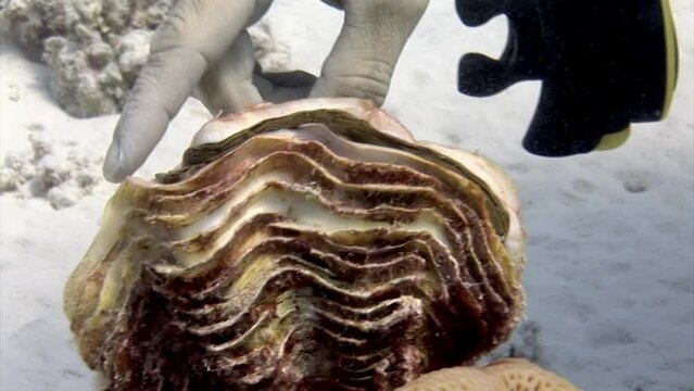 Human hand touching Tridacna clam underwater in Red Sea. Tridacna giant clam, is a species of bivalve mollusks found in Red Sea. This is one of largest species of mollusks.