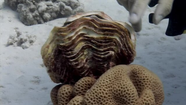 Tridacna clam underwater in Red Sea. Tridacna giant clam, is a species of bivalve mollusks found in Red Sea. This is one of largest species of mollusks.
