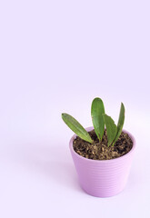 Maceta color lila con hojas de Orquídea floreciendo en fondo lila con espacio para texto