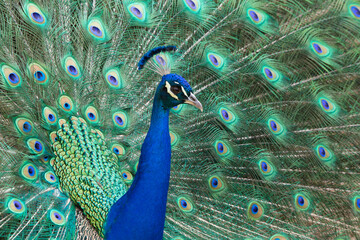 Fototapeta na wymiar Male Peacock displaying his tail