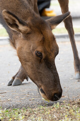 Female elk eating acorns 