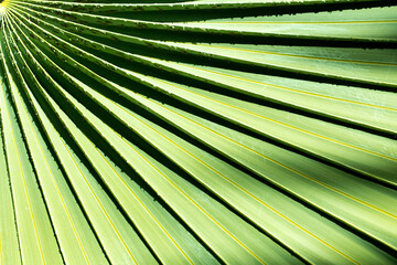 Close up of a palm fronds