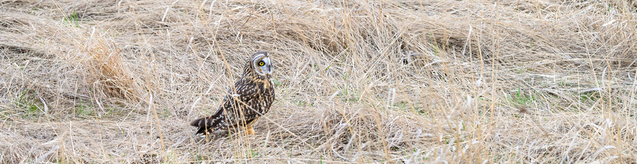 Short-eared owl sitting on the ground is a winter field of dried grasses
