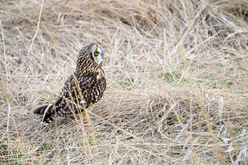 Short-eared owl sitting on the ground is a winter field of dried grasses
