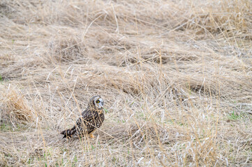 Short-eared owl sitting on the ground is a winter field of dried grasses
