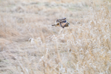 Short-eared owl flying over a field of dried cat tails and tall grass, winter landscape
