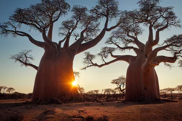 Schilderijen op glas African baobabs in the savannah at sunrise, generative AI © Paulina