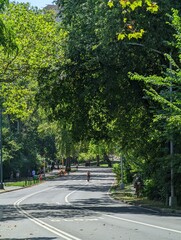 road in the central park in a day of spring, manhattan island, new york city nature plants and outdoors 