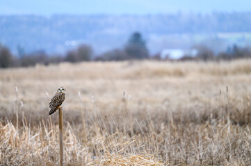 Short-eared owl perched on a wood post in a winter landscape, brown field of dried grasses and cat tails 
