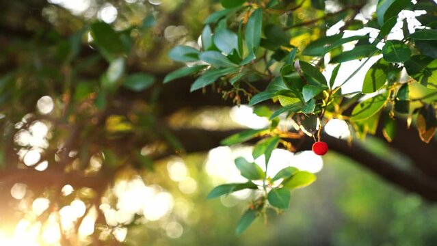 Red cherry hanging among green leaves on a branch