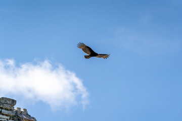 A Turkey vulture (Cathartes aura) flies over the Mayan ruin complex at Chichen Itza.