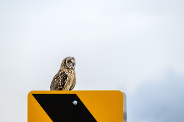 Short-eared owl perched on a yellow and black traffic sign in winter

