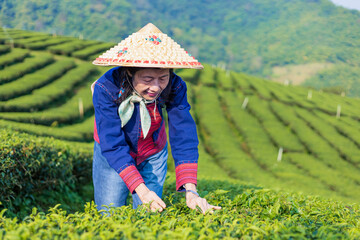 Senior asian woman in traditional cloth picking fresh tea leave in the morning in her hill side tea farming and plantation business concept