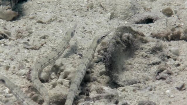 Spotted fish flute on underwater coral reef in Red Sea. Spotted whistle or flute fish Fistularia tabacaria is species of ray-finned fish on coral reef.