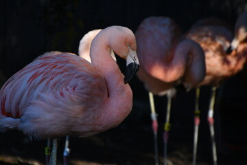 Flamingo shadow