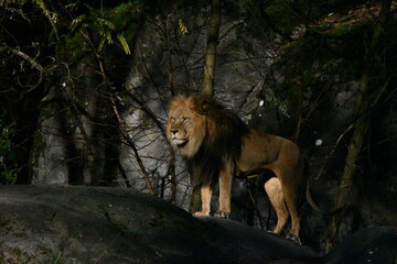 Fototapeta na wymiar King of the jungle 