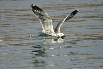 GAVIOTA PATIAMARILLA