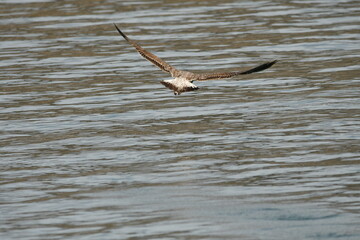 Obraz premium GAVIOTA PATIAMARILLA