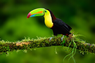 Keel-billed Toucan portrait on mossy stick against dark green background