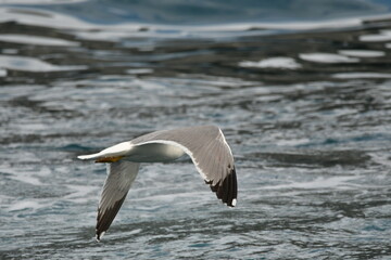 Fototapeta premium GAVIOTA PATIAMARILLA