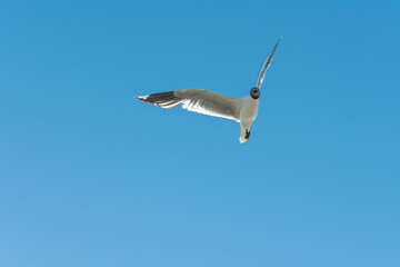 seagull in the sky