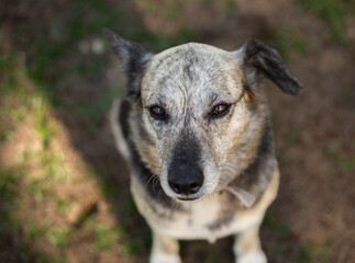 dog portrait