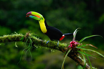 Keel-billed Toucan portrait on mossy stick against dark green background