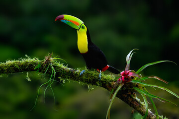 Keel-billed Toucan portrait on mossy stick against dark green background